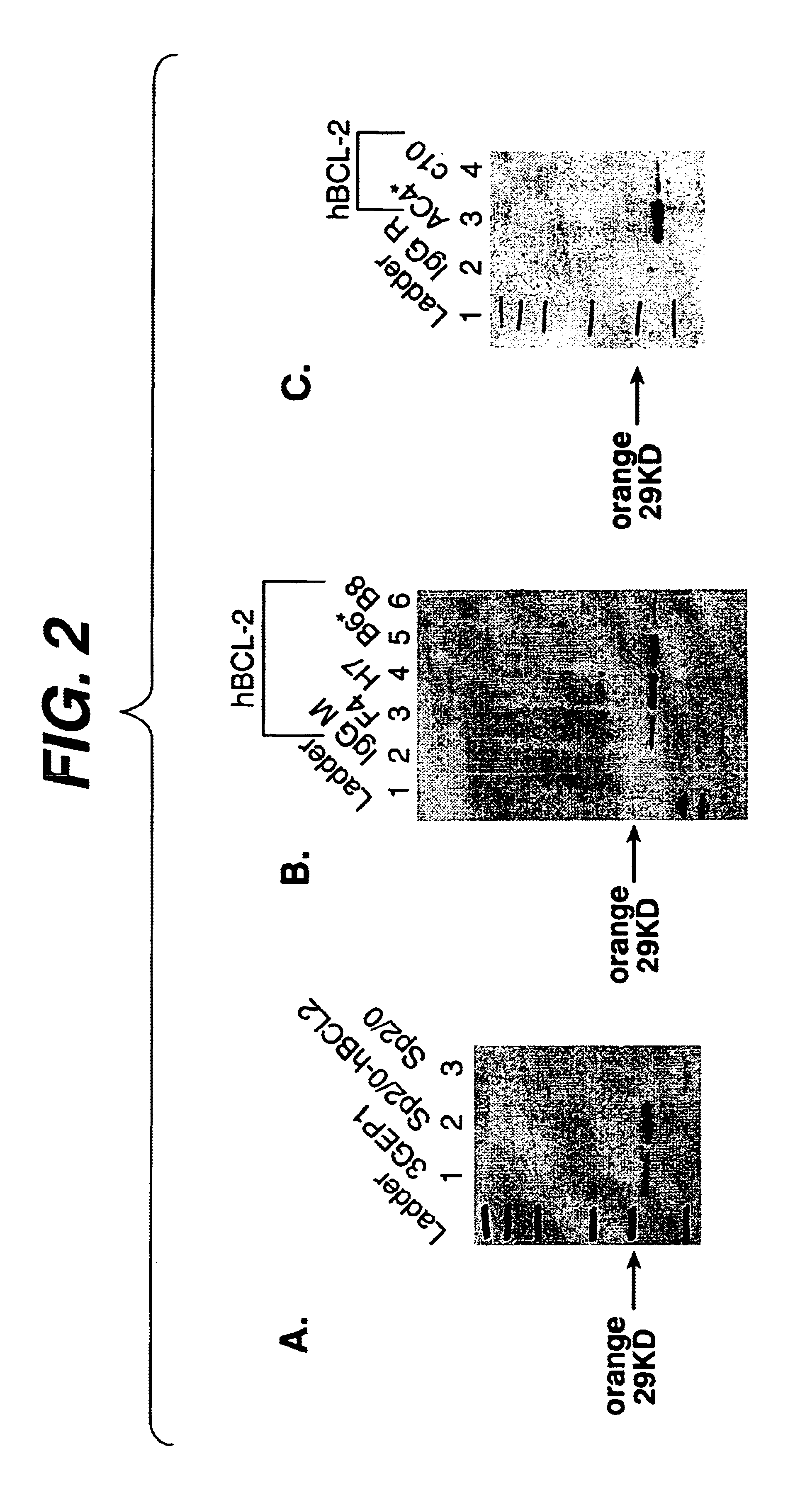 Methods and compositions for enhanced protein expression and/or growth of cultured cells using co-transcription of a Bcl2 encoding nucleic acid