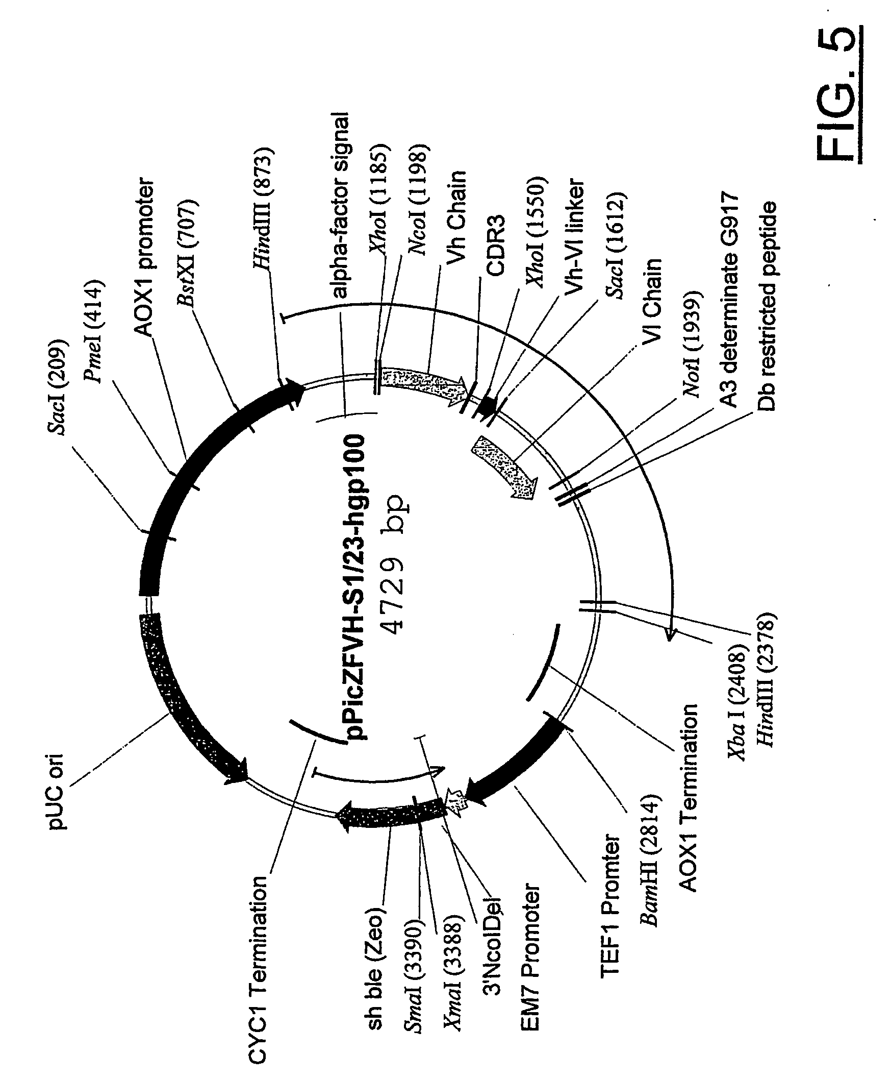 Antigen presenting cell targeting conjugate, an antigen presenting cell contacted with such conjugate, their use for vaccination or as medicament, and methods for their production or generation