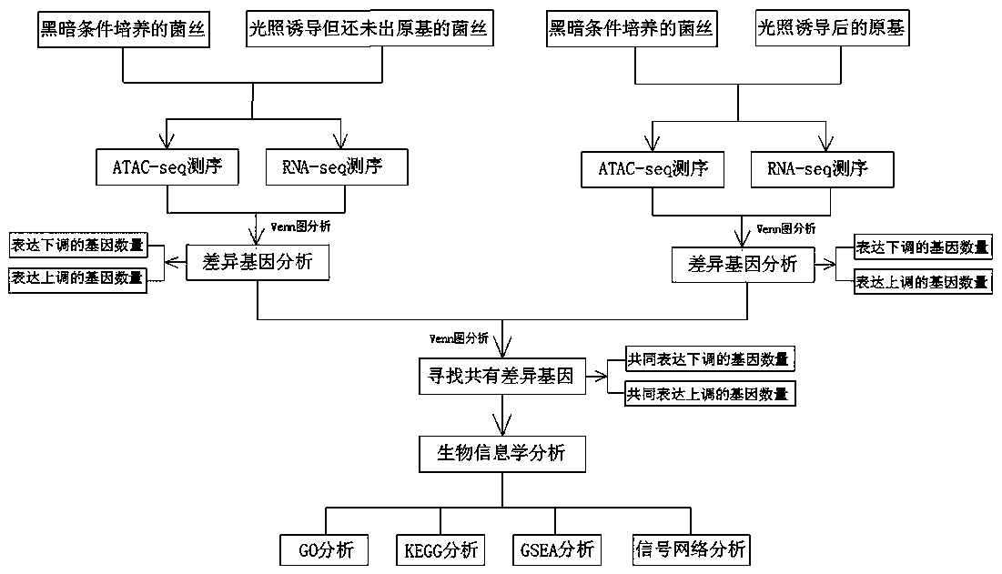 Method for screening functional genes of edible and medicinal fungi by combining ATAC-seq with RNA-seq