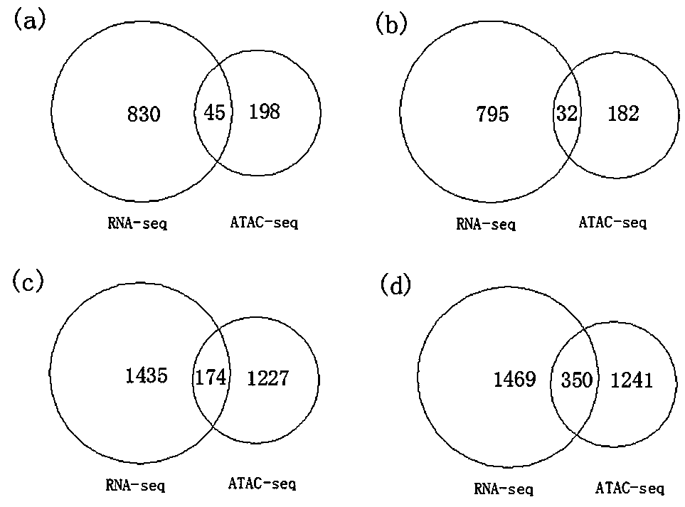 Method for screening functional genes of edible and medicinal fungi by combining ATAC-seq with RNA-seq