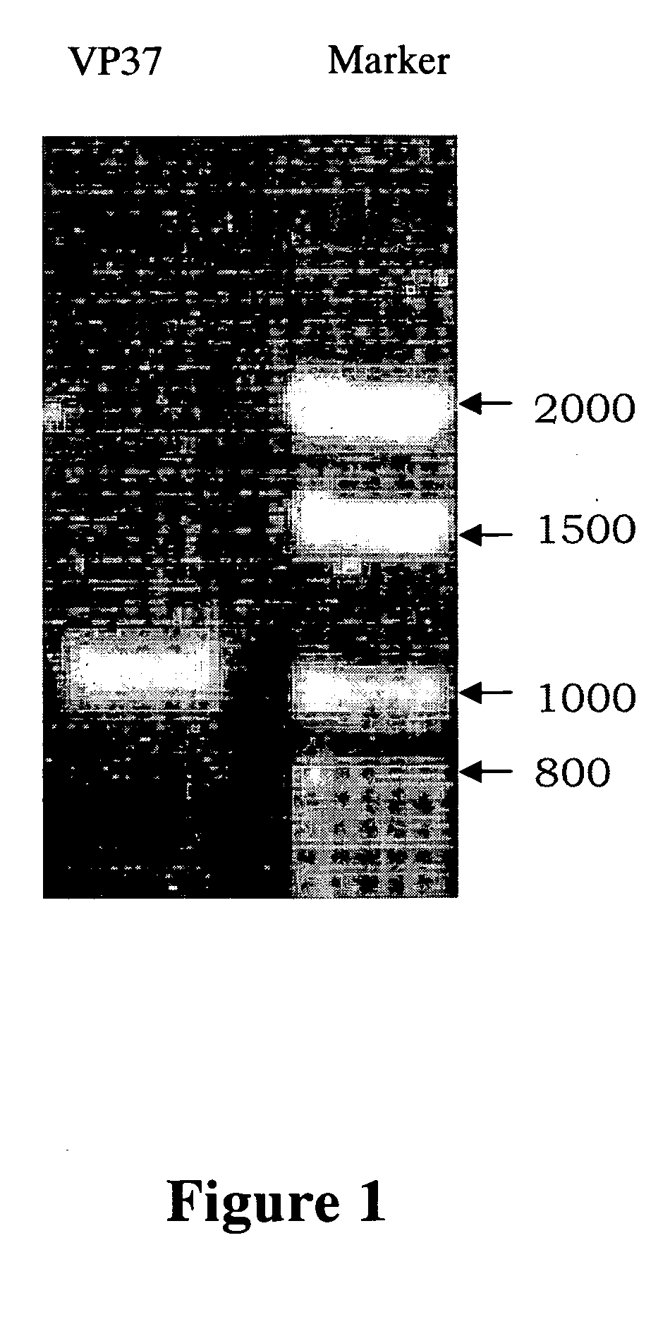 Compositions for reducing virus infection rate in aquatic crustaceans and applications thereof