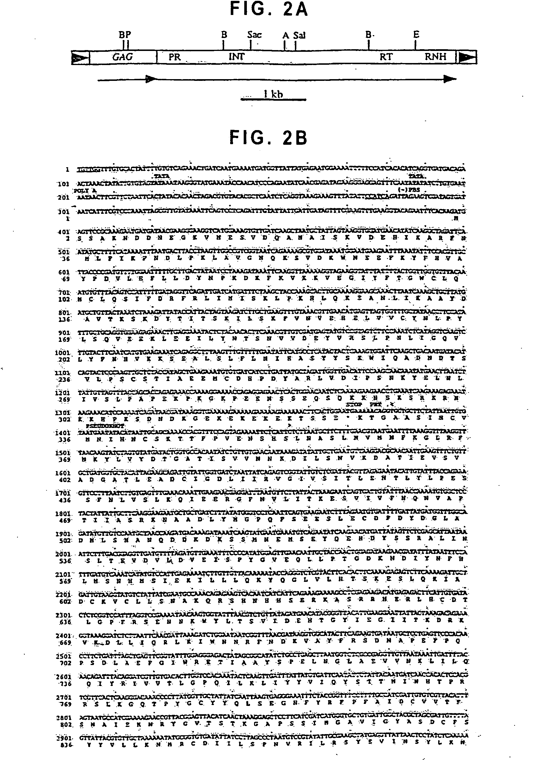 Unusual retrotransposon from the yeast Candida albicans