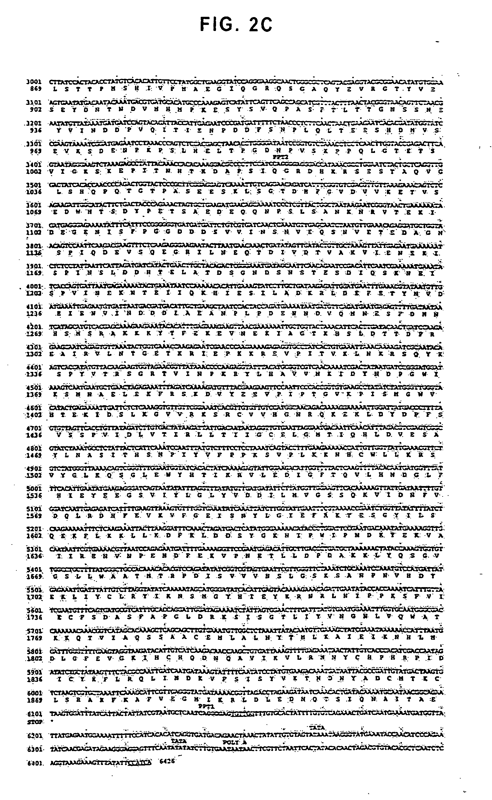 Unusual retrotransposon from the yeast Candida albicans