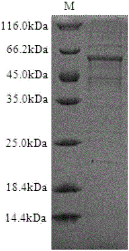 Method for preparing cysteine protease through cell-free protein synthesis system