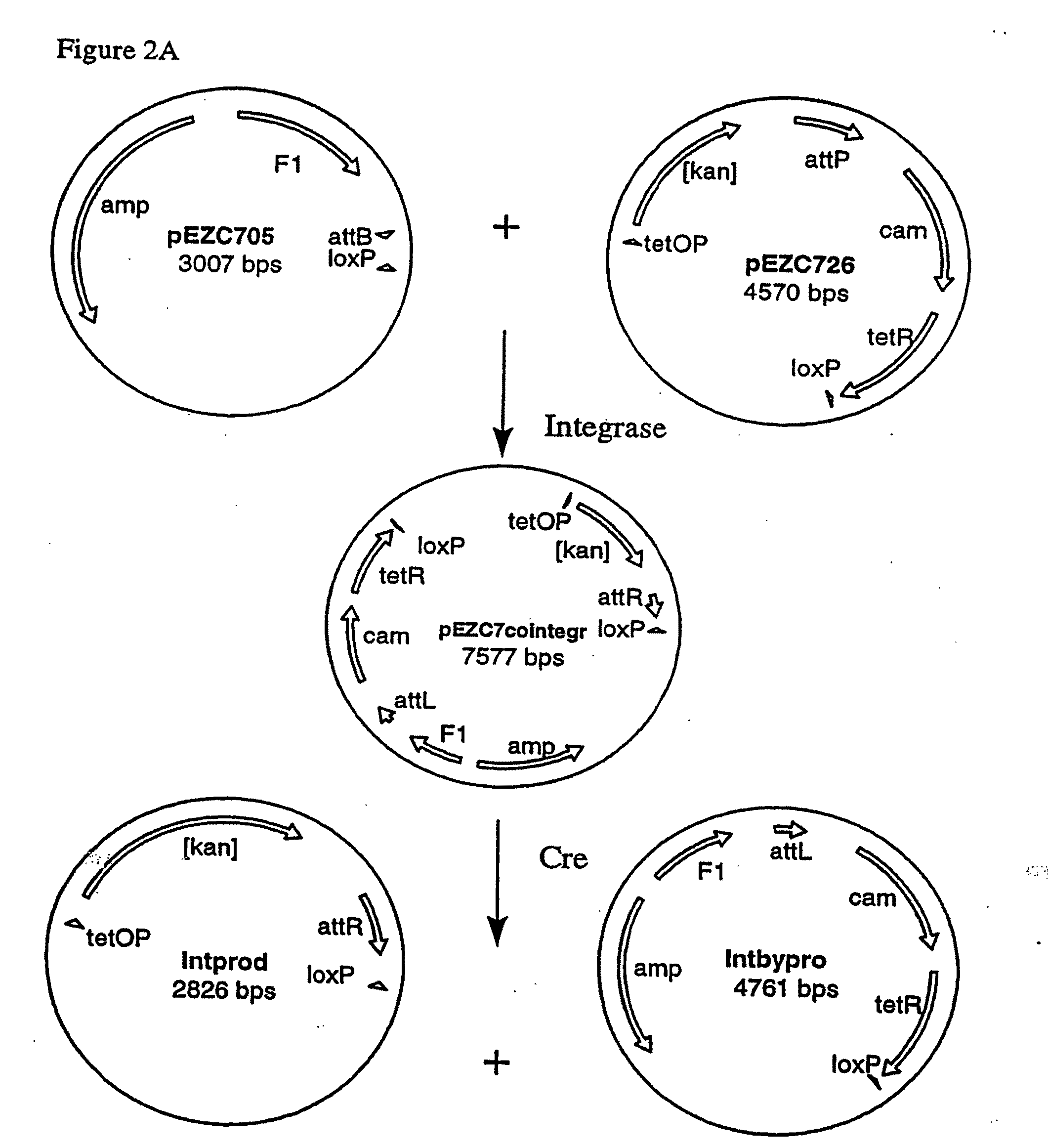 Recombinational cloning using nucleic acids having recombination sites