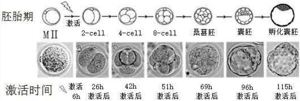 Method for application of H3K27me3 and demethylase KDM6A/B thereof to nuclear transfer reconstructed embryo of mouse