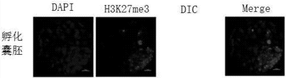 Method for application of H3K27me3 and demethylase KDM6A/B thereof to nuclear transfer reconstructed embryo of mouse