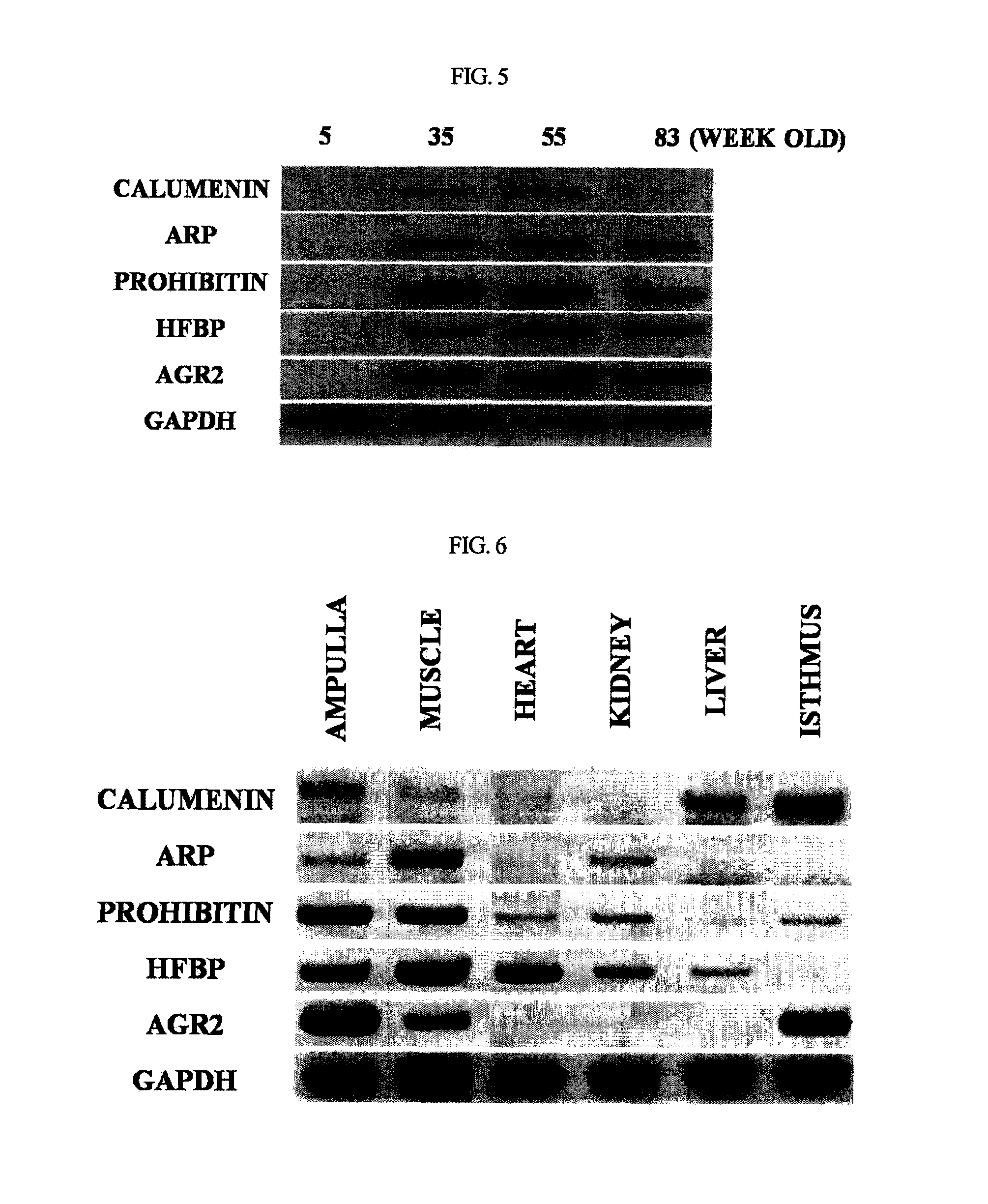 Oviduct specific expression promoter and recombinant expression vector comprising the same