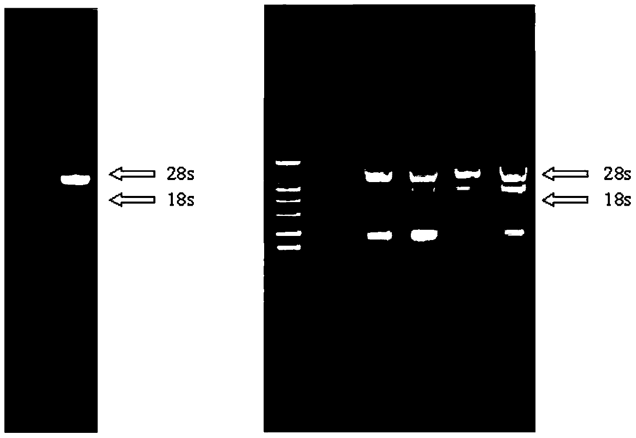 Method for extracting total ribonucleic acid (RNA) of fish testicle tissue