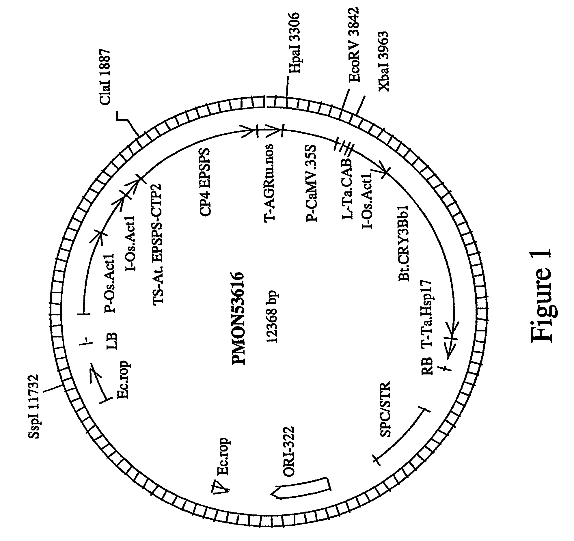 Corn plant Mon88017 and compositions and methods for detection thereof