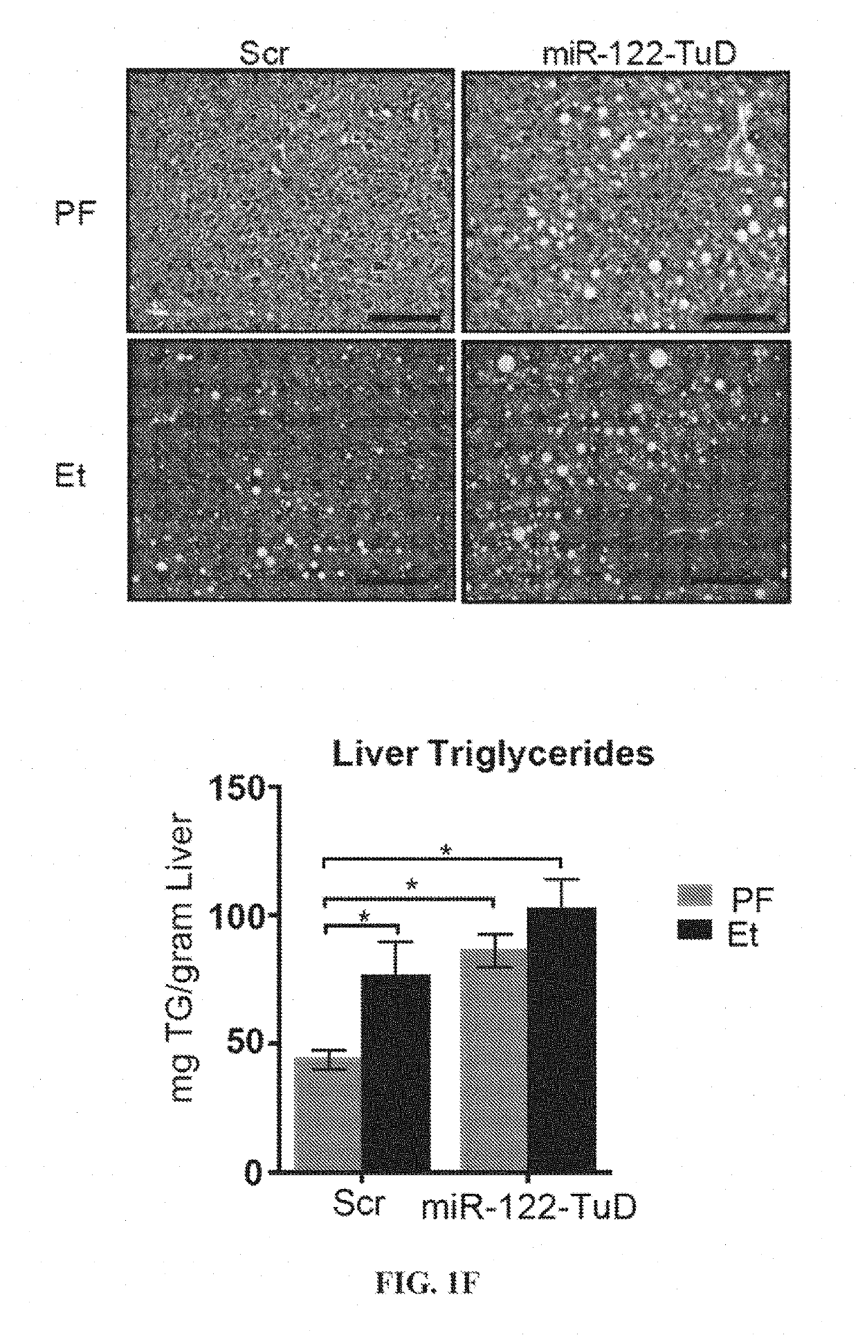 Compositions and methods for selective inhibition of grainyhead-like protein expression