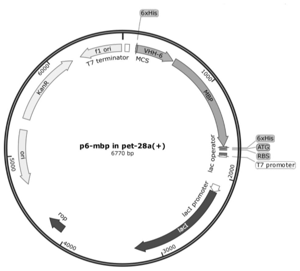 A kind of anti-h5 subtype avian influenza nanobody protein and its coding gene and application