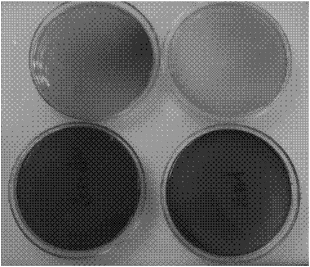 Construction and application of antifreeze peptide expressing food-grade lactobacillus expression system