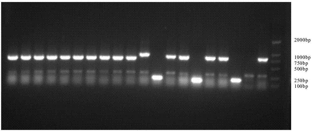 Construction and application of antifreeze peptide expressing food-grade lactobacillus expression system