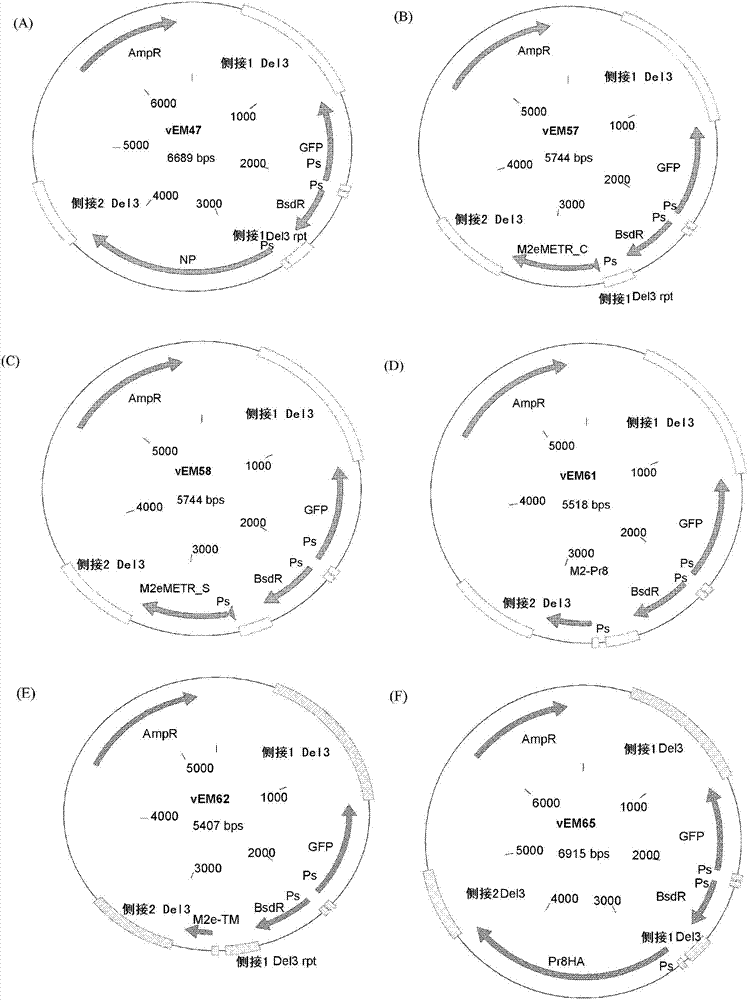 Ectodomains of influenza matrix 2 protein, expression system, and uses thereof