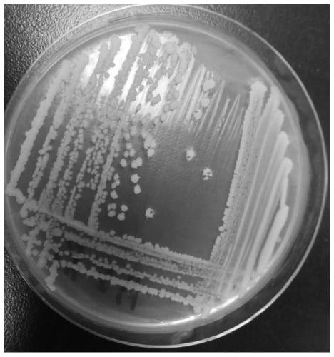 Bacillus sp. A-5 and application thereof