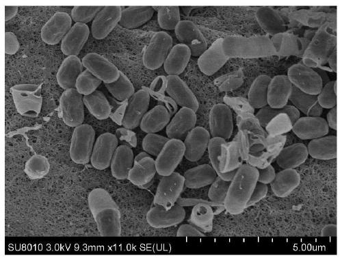 Bacillus sp. A-5 and application thereof