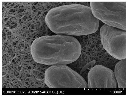 Bacillus sp. A-5 and application thereof