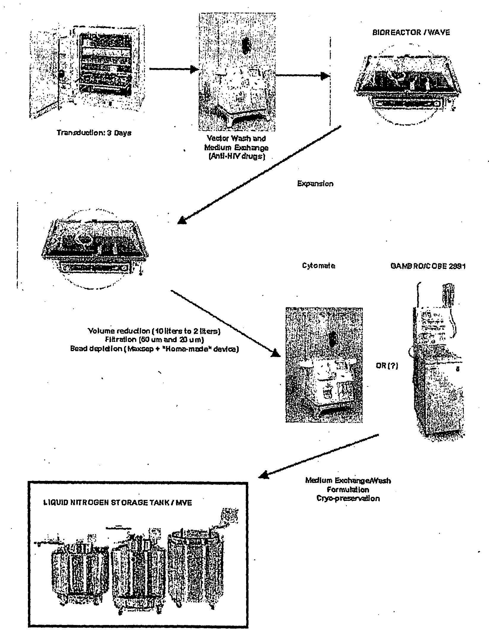 Autologous T Cell Manufacturing Processes