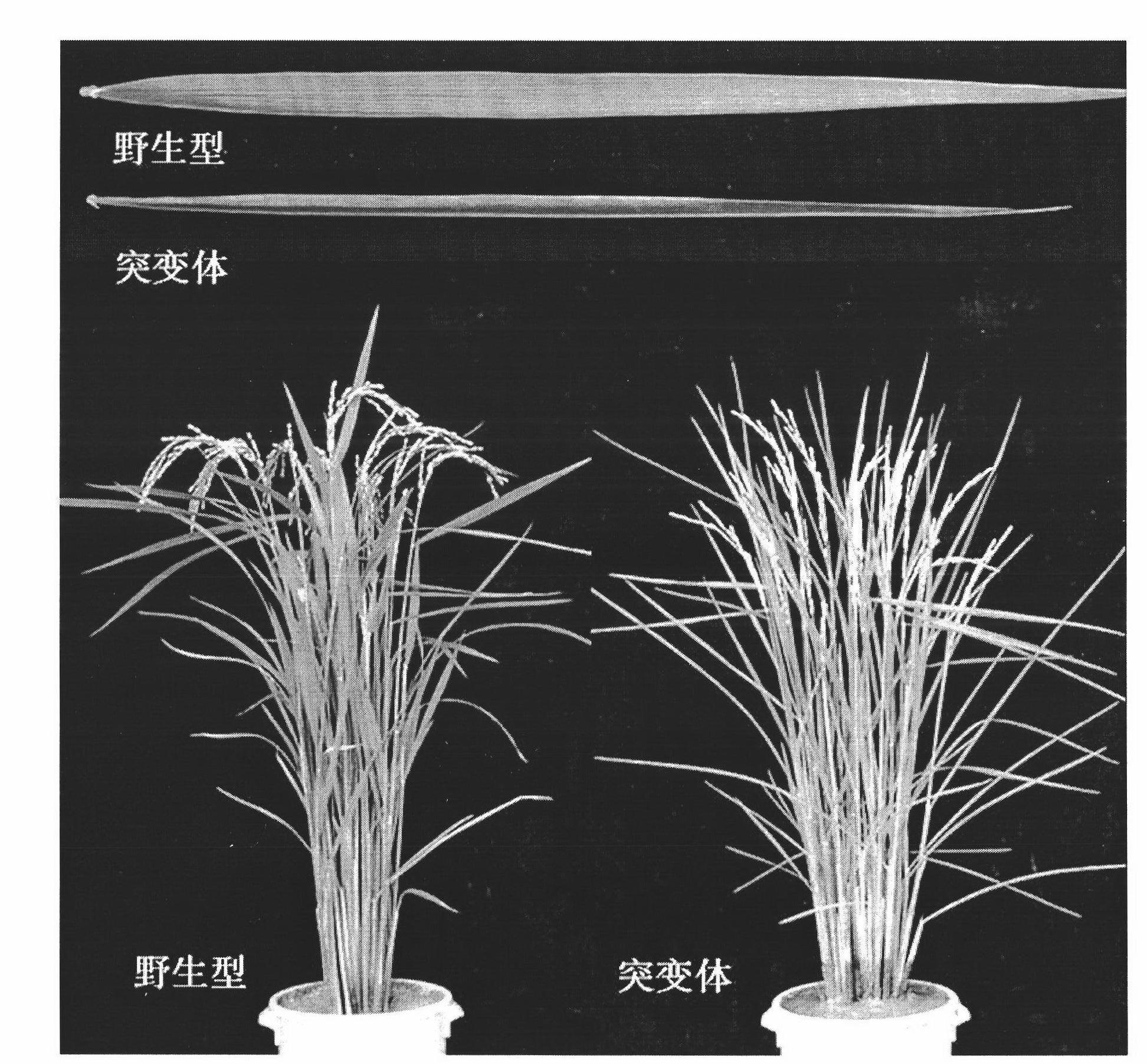 Rice leaf-shaped regulatory gene NRL1 and application thereof