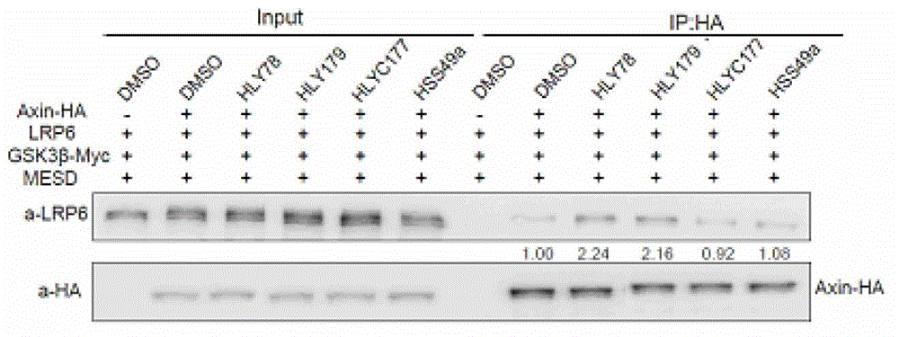 Screening method of drugs influencing classic Wnt signal pathway, and its application