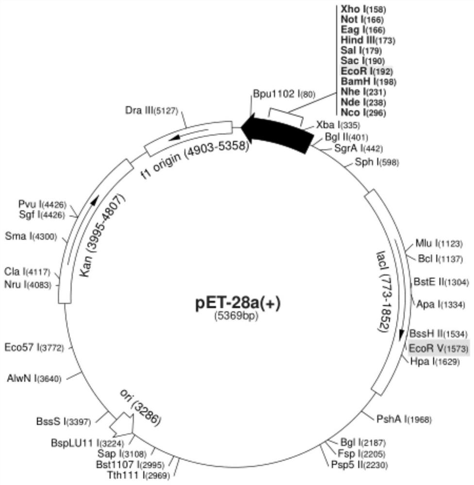 A kind of persistent endocellulase and its coding gene and application