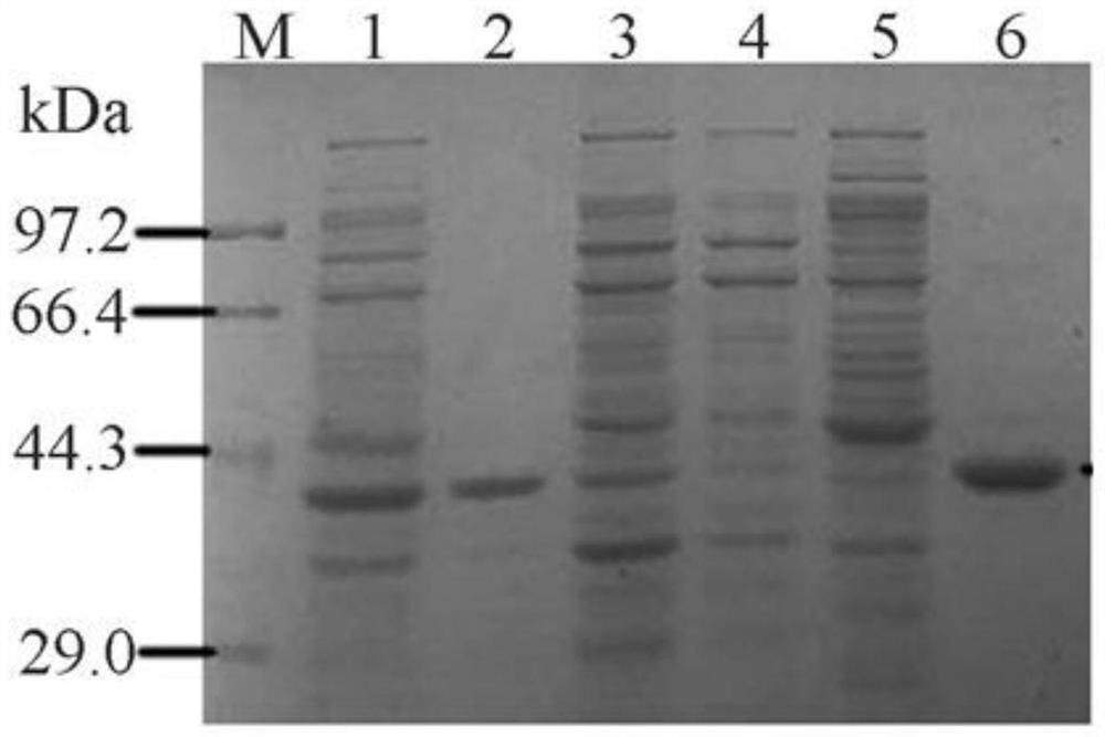 A kind of persistent endocellulase and its coding gene and application