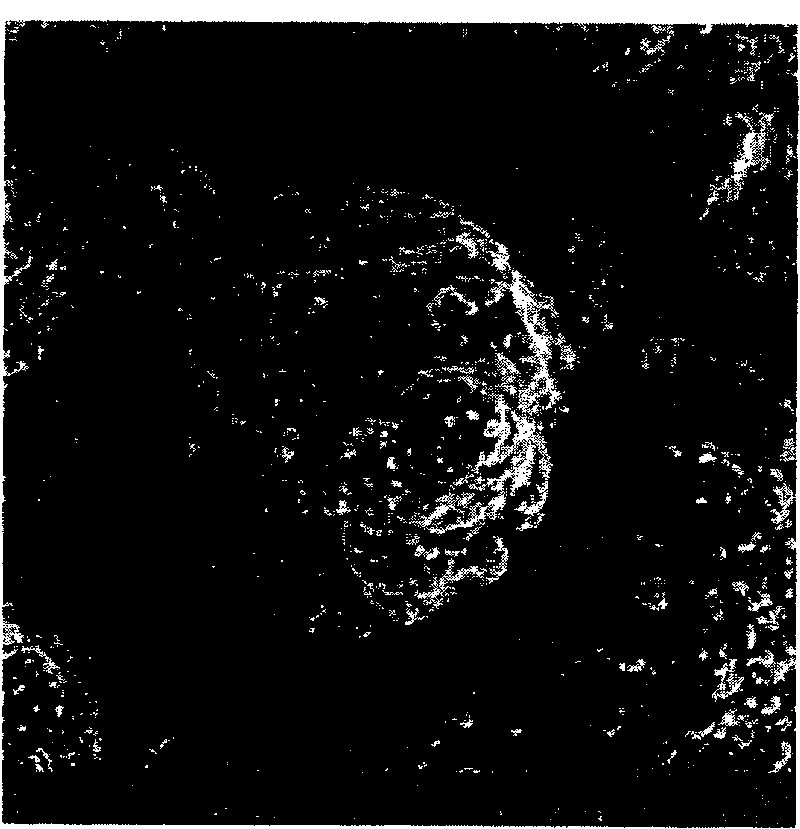 Olefin polymerization solid catalyst carrier and preparation thereof