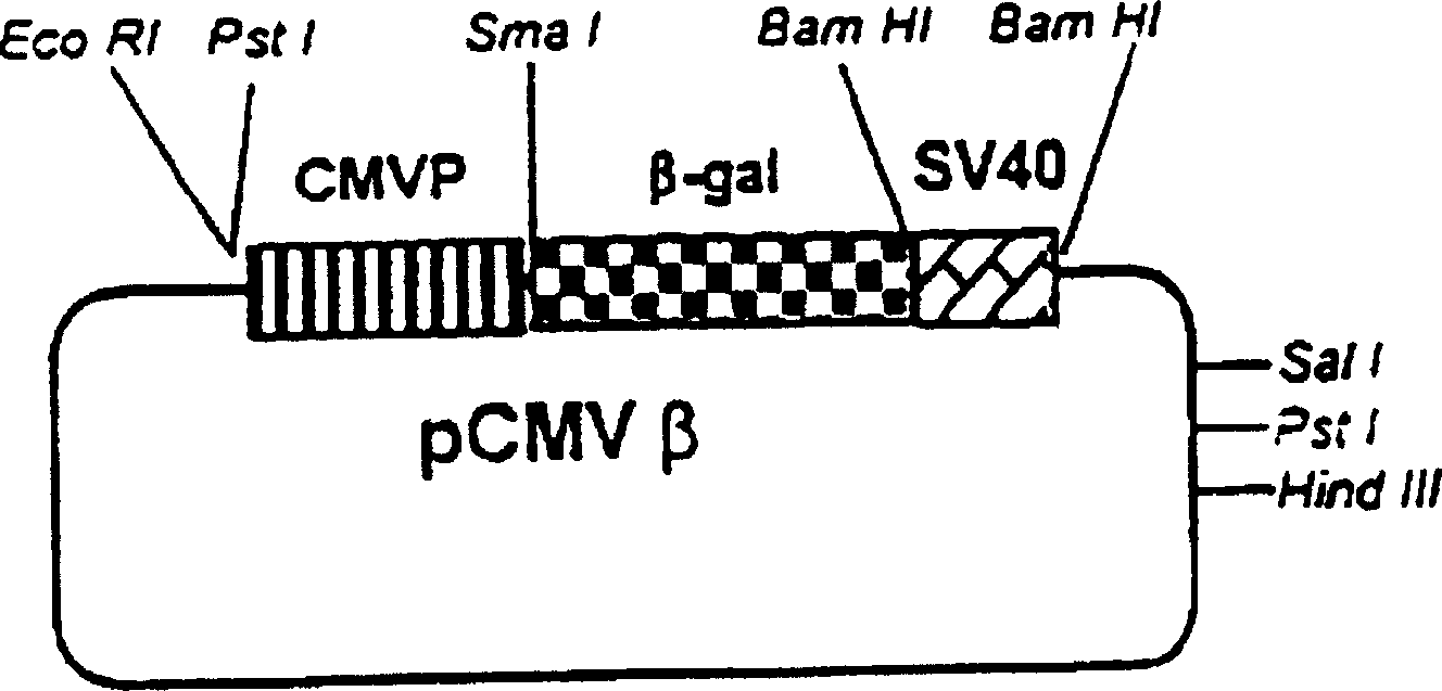 Method for clturing transgenic fowls