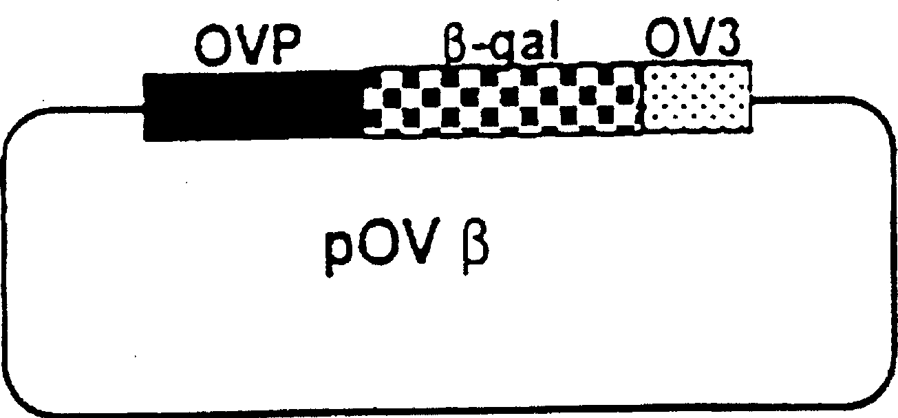 Method for clturing transgenic fowls