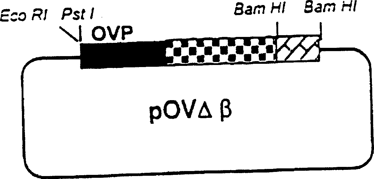 Method for clturing transgenic fowls