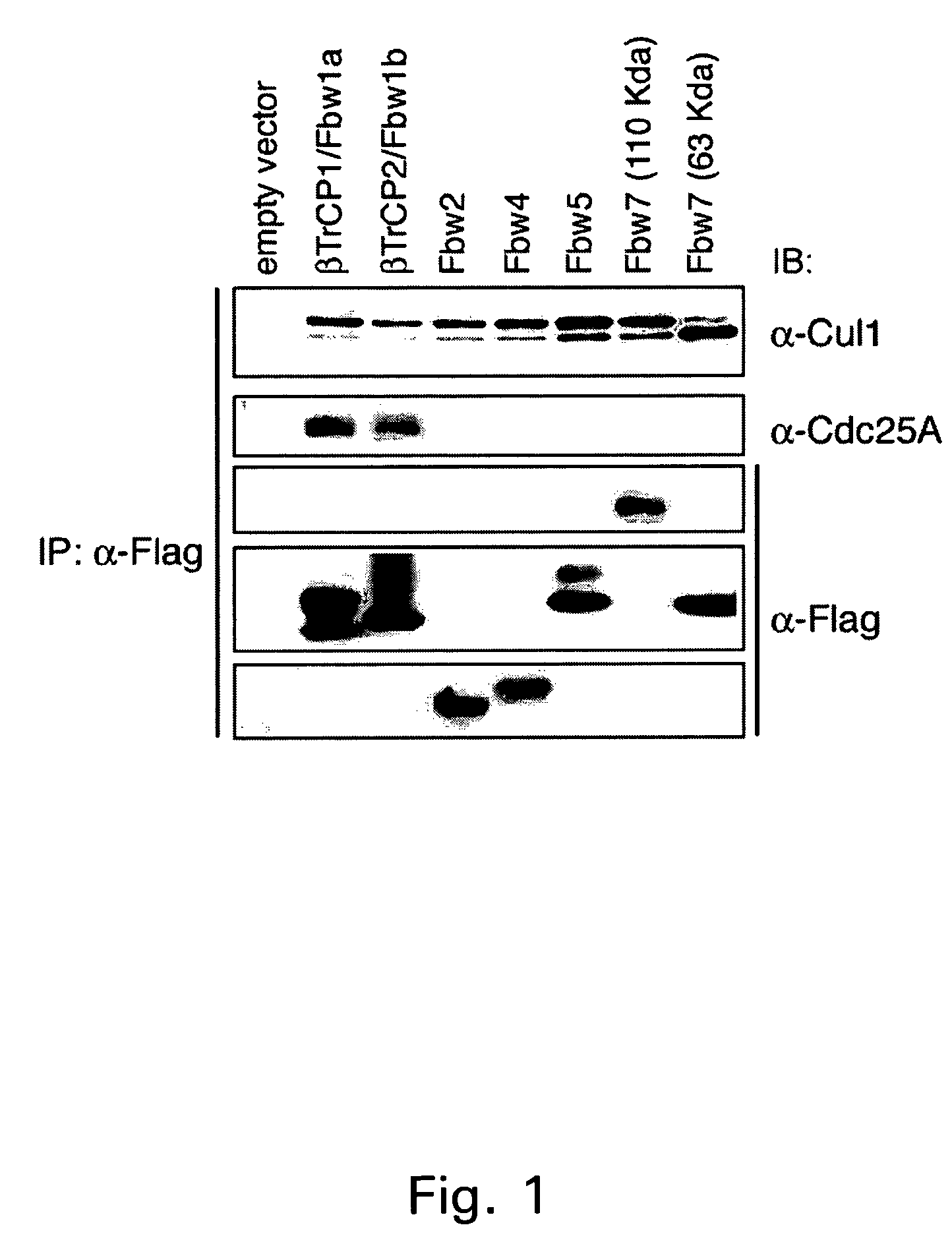 Methods to identify compounds useful for tumor sensitization to DNA damage