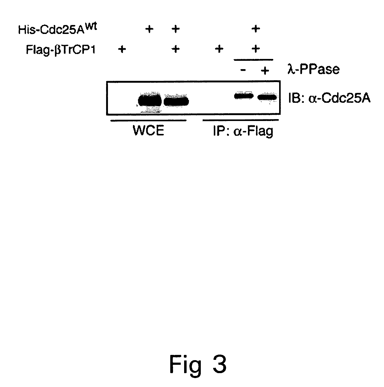 Methods to identify compounds useful for tumor sensitization to DNA damage