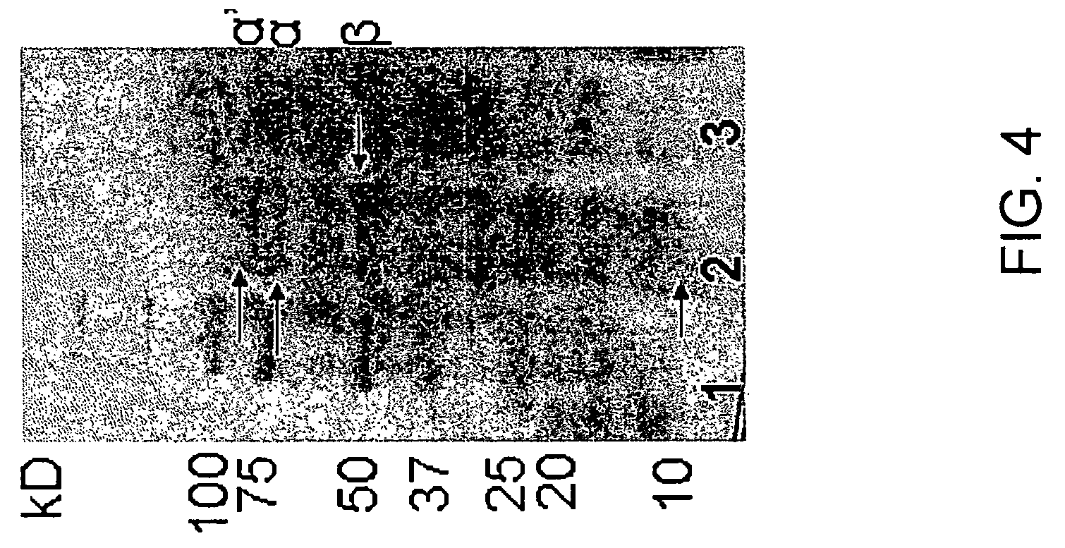 Soy or lentil stabilized gold nanoparticles and method for making same