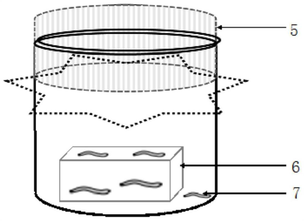 Indoor breeding method of cotesia chilonis