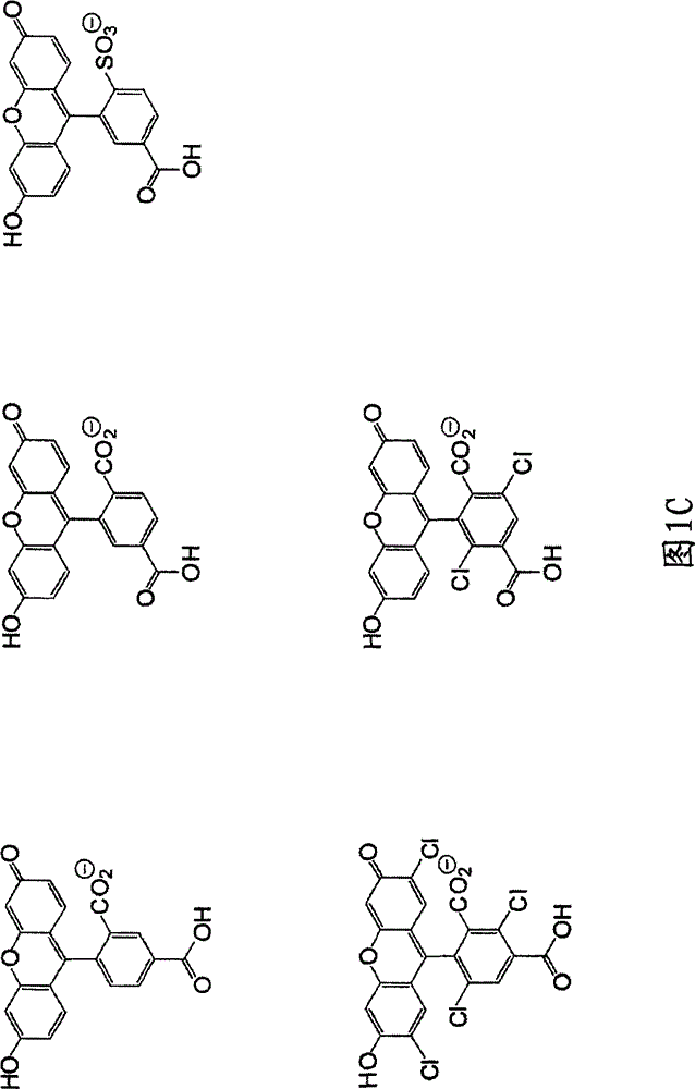 Reagents for Synthesis of Rhodamine-Labeled Oligonucleotides