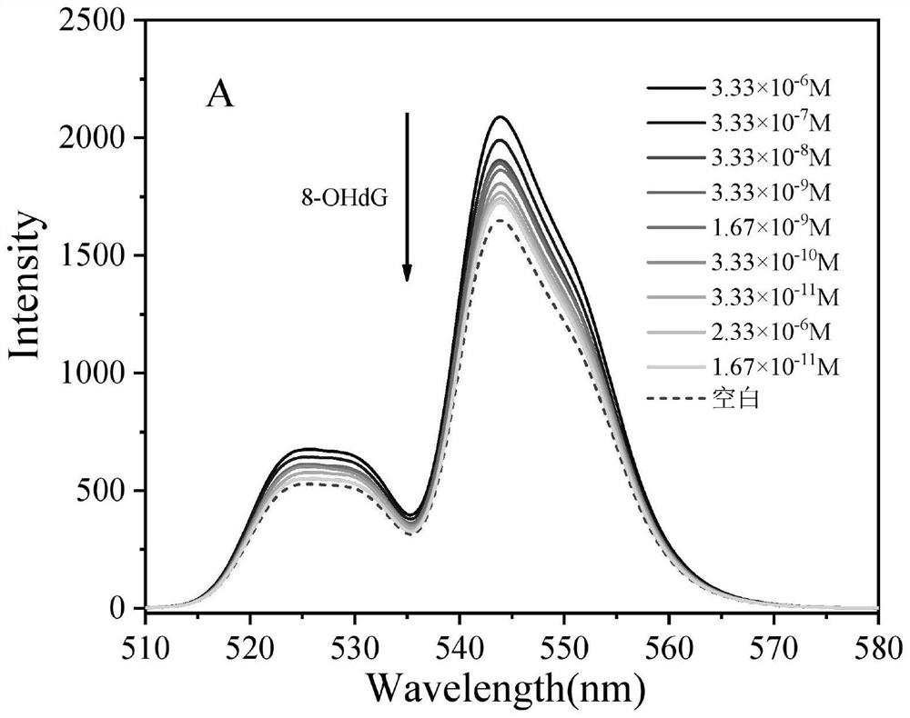 Preparation method and application of rare earth up-conversion fluorescence probe for detecting DNA damage marker