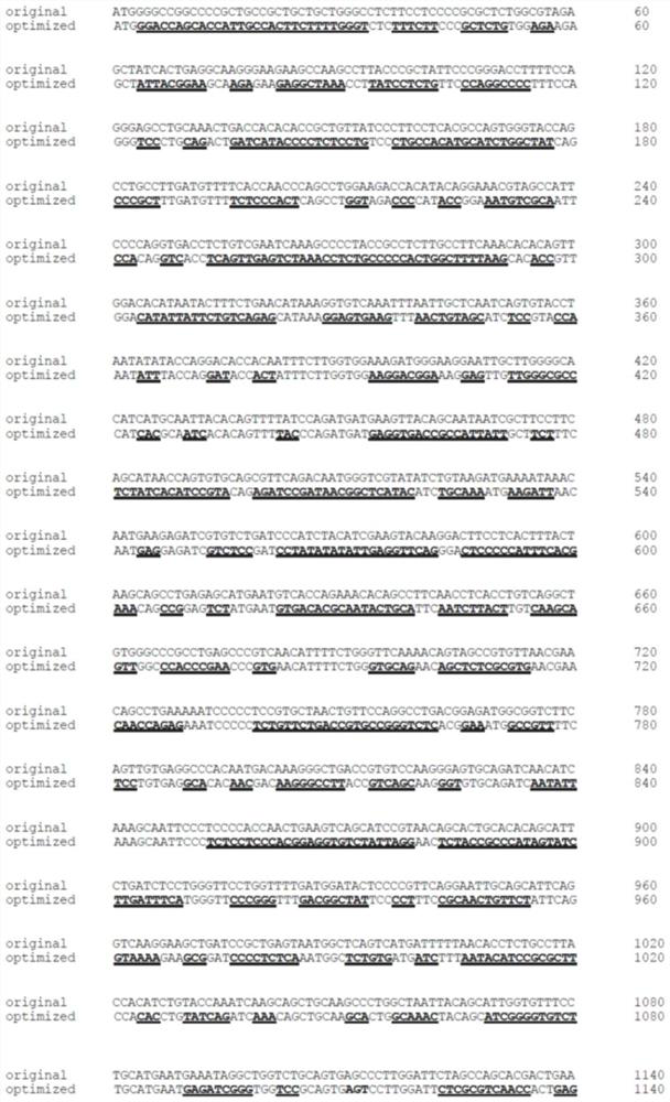 Nucleotide sequence for coding human receptor tyrosine kinase Mer and application of nucleotide sequence