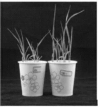 Pennisetum purpureum Schum-derived bacillus megaterium and use thereof