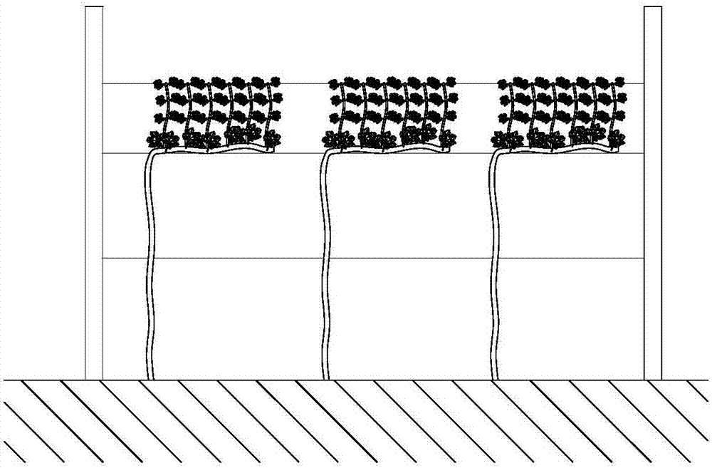 Single-flat-hanging grape planting technology