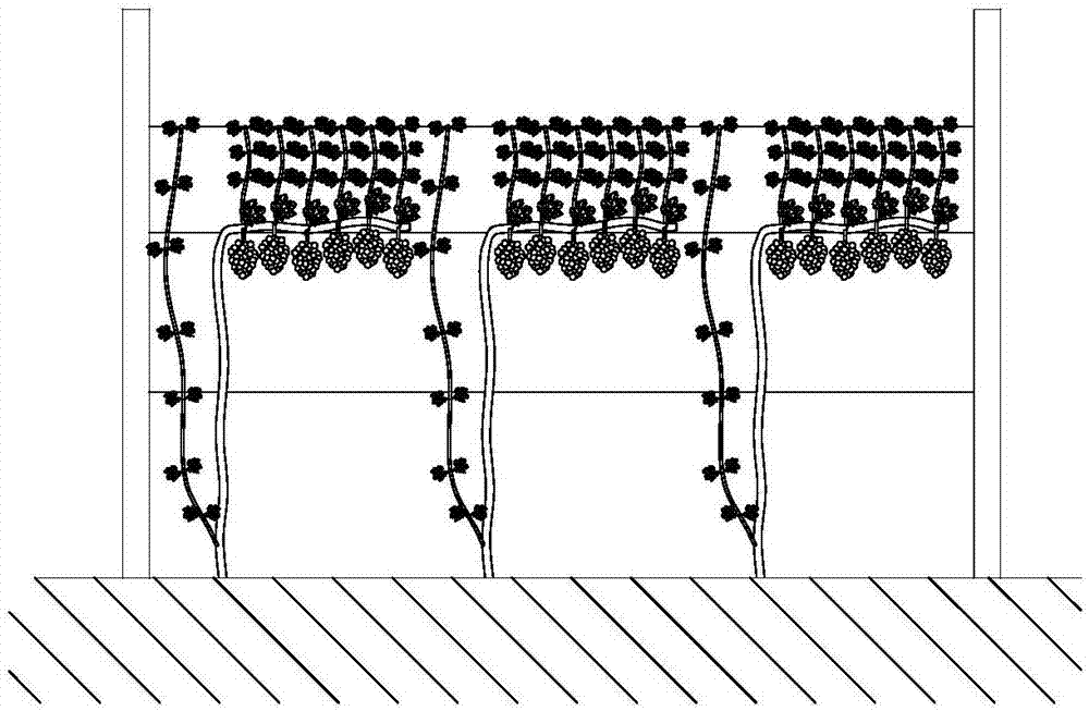 Single-flat-hanging grape planting technology