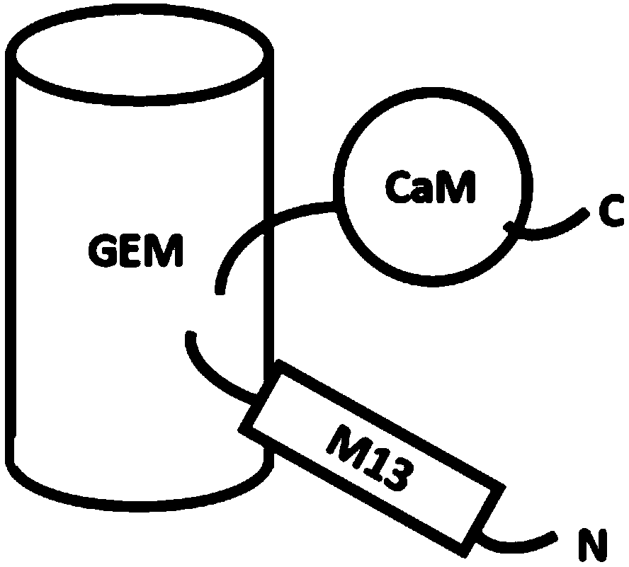 Micromolecular protein used for indicating calcium ions and application of micromolecular protein