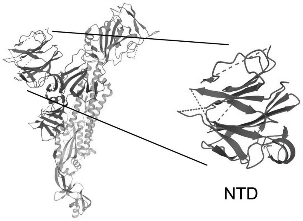 Novel coronavirus vaccine antigen presentation system of attenuated salmonella secretory expression NTD structural domain protein and application of novel coronavirus vaccine antigen presentation system