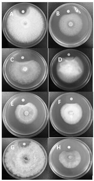 A Strain of Bacillus w608 and Its Application in Controlling Rapeseed Sclerotinia