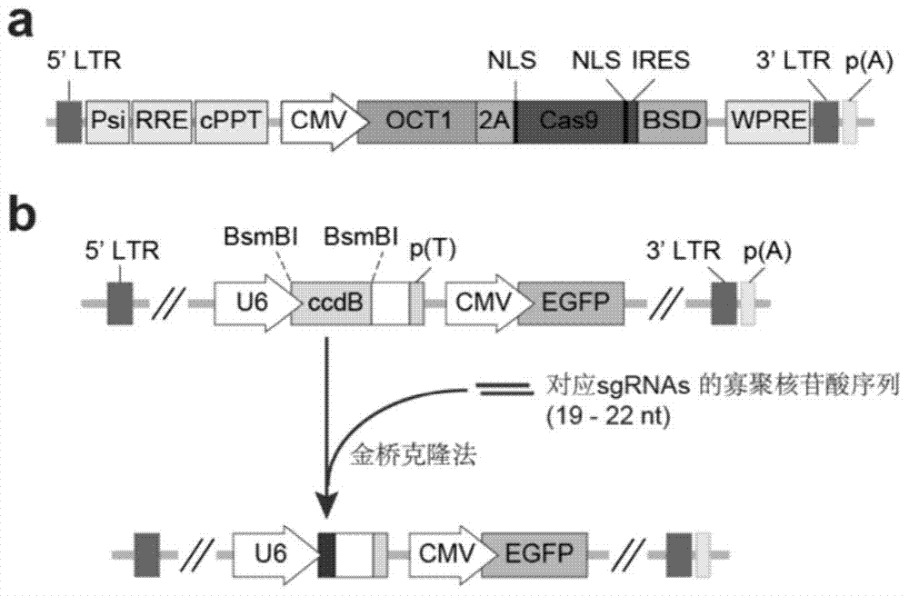 Method for constructing eukaryon gene knockout library by using CRISPR (Clustered Regularly Interspaced Short Palindromic Repeats)/Cas9 system