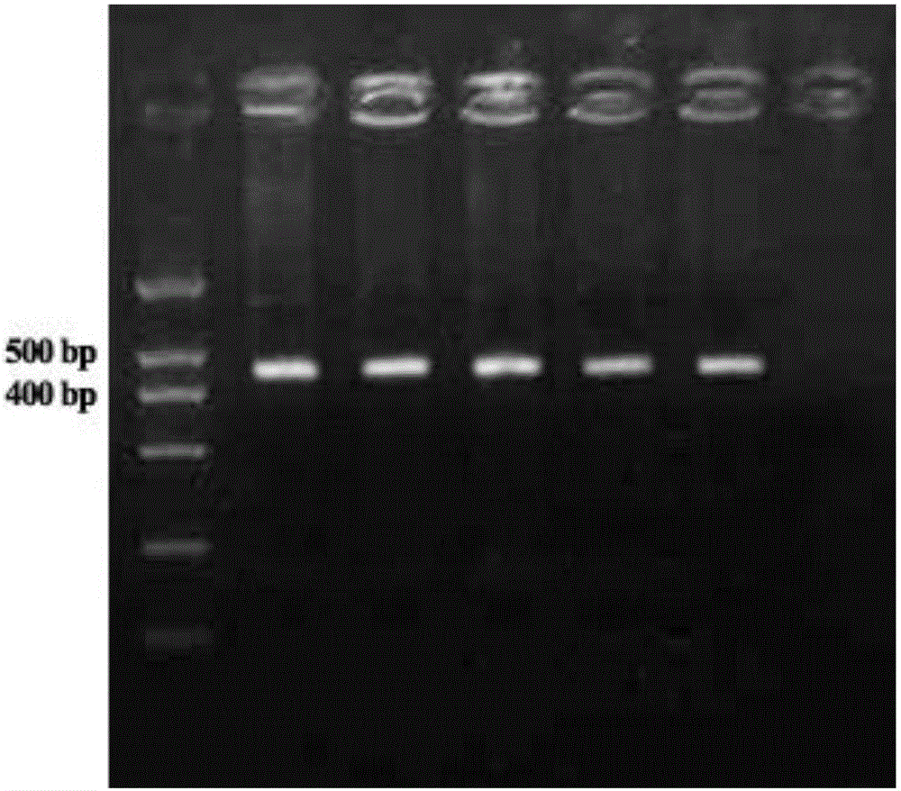 PCR primer pair for identification or auxiliary identification of black pork, identification method and application thereof