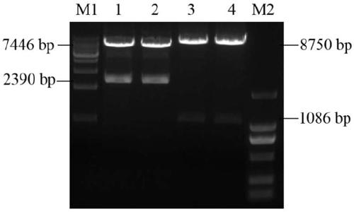 Construction of EP153R and EP402R gene co-expression recombinant adenovirus vector and adenovirus packaging method