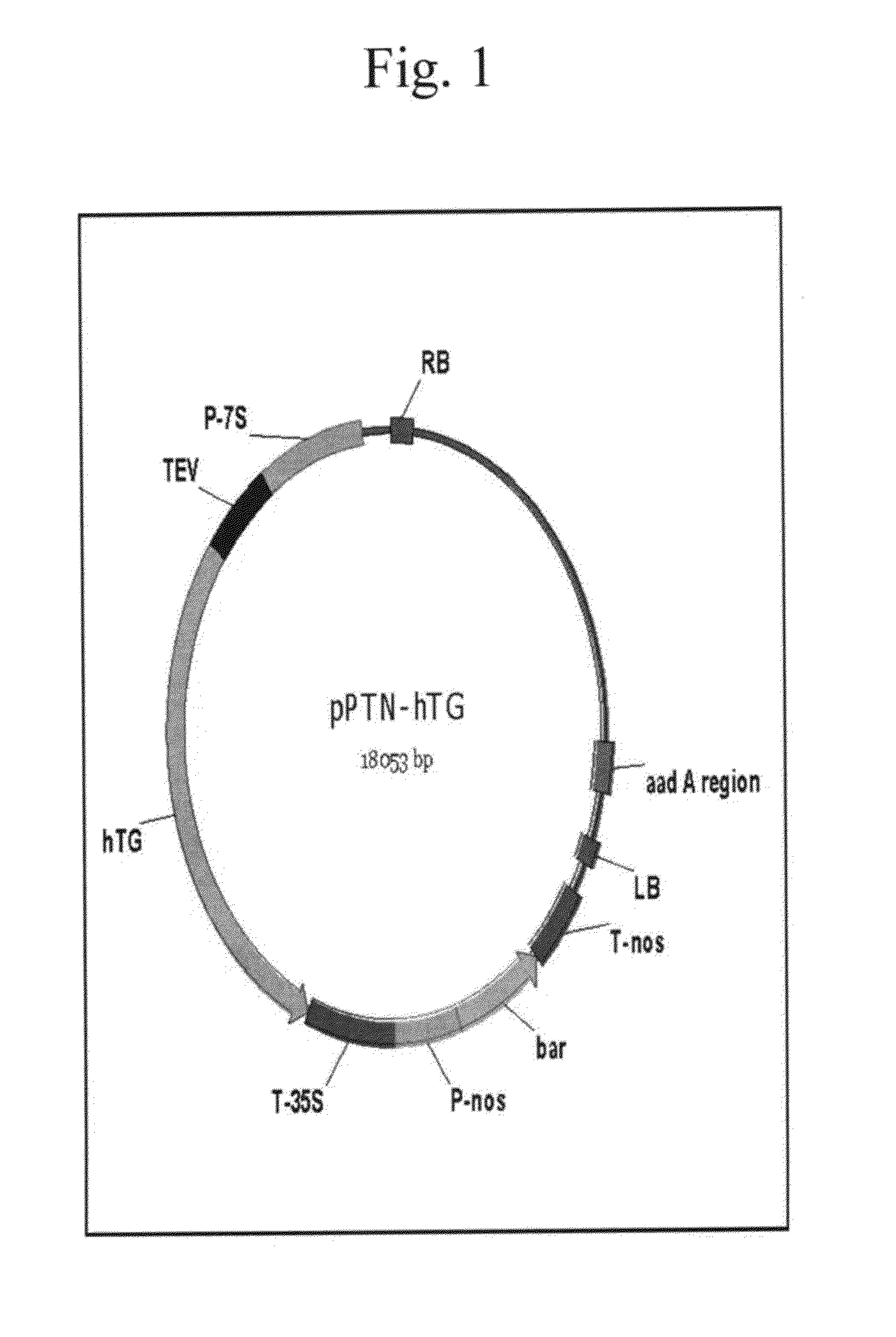 Soybean derived human thyroglobulin, methods of producing and applications thereof