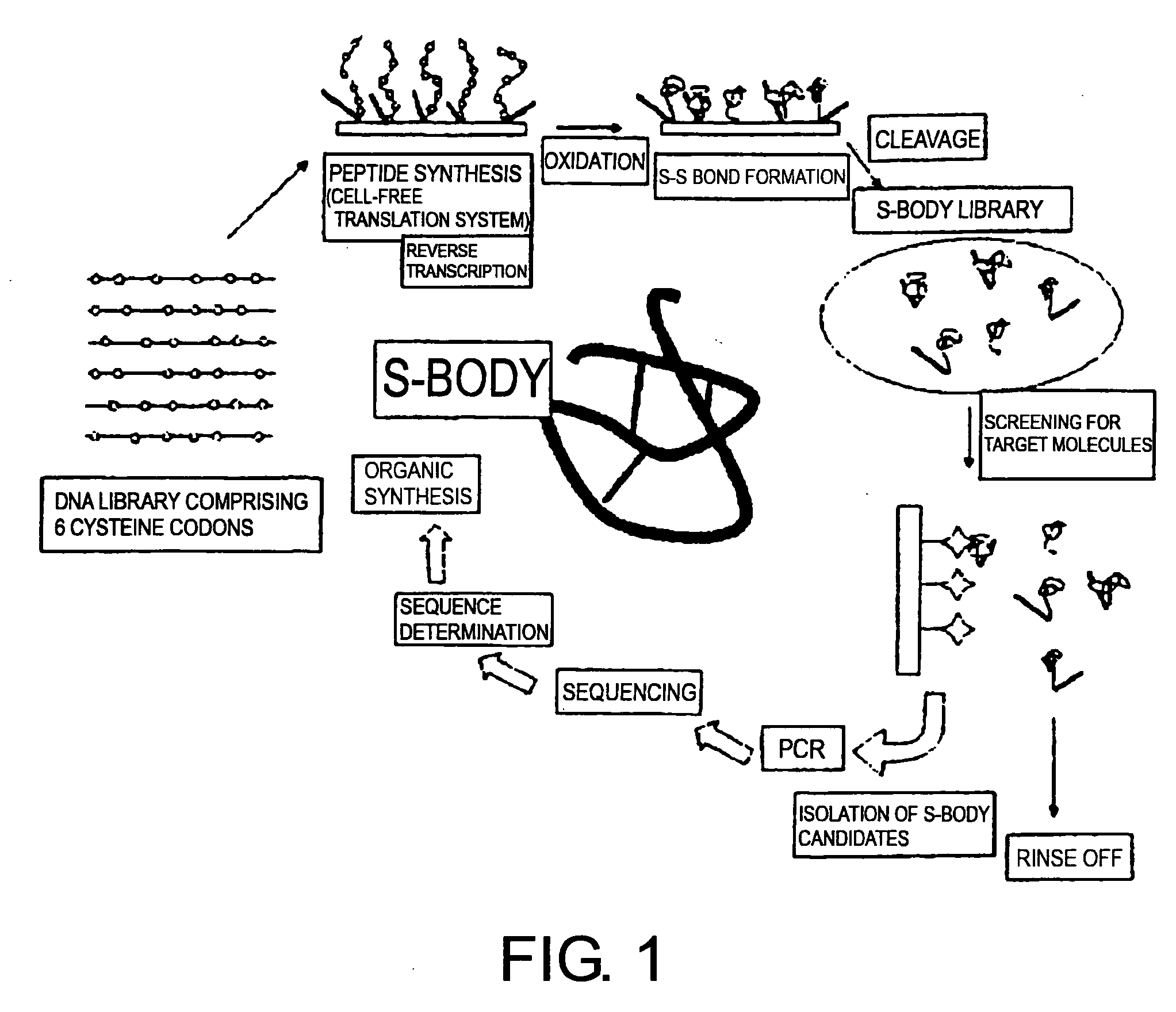 Methods of screening for useful proteins