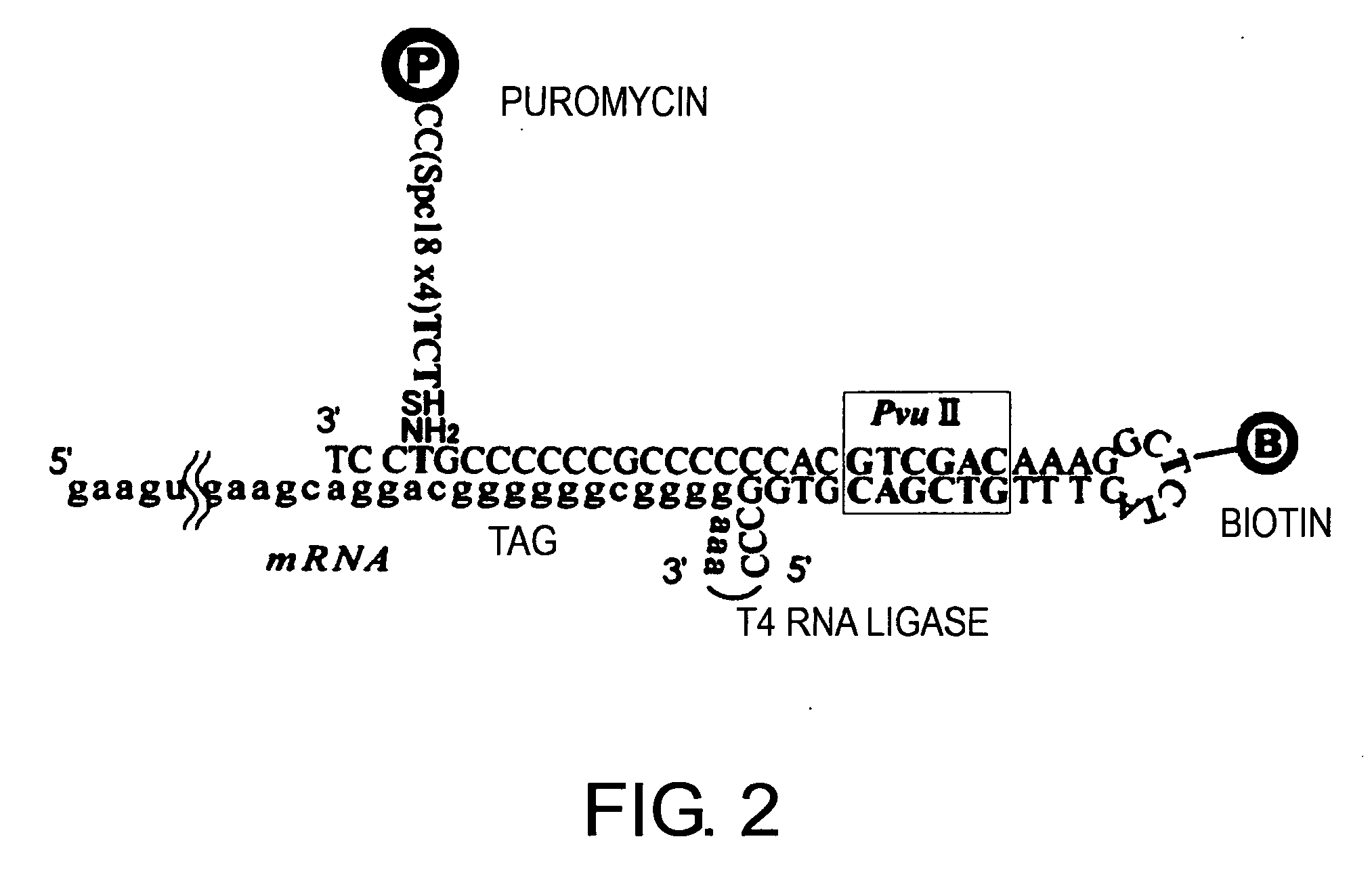 Methods of screening for useful proteins